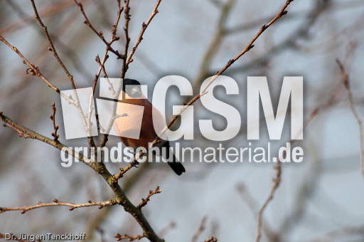 Gimpel (7 von 40).jpg